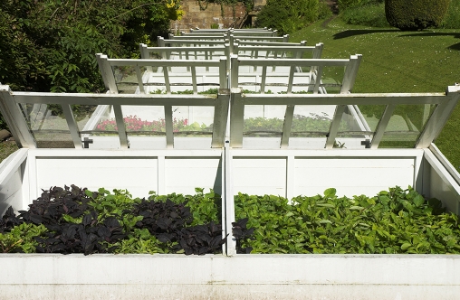 Growing plants in old cold frames